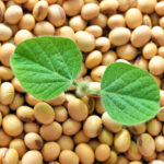 Young Soy Plant, Germinationg From Soy Seeds. Soy Agriculture